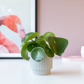 Reuze Pannenkoekenplant | Peperomia Polybotrya| Inclusief keramiek pot | Planten | Bloompost