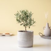 Olijfboom | Inclusief keramiek pot | Kamerplant | Bloompost