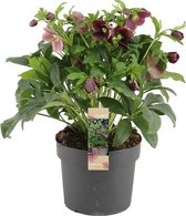 Kerstroos - Helleborus Orientalis 'Viv Victoria' - paarse bloemen - potmaat Ø15cm - ca. 40cm hoog