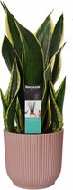 Kamerplant van Botanicly – Vrouwentongen in roze ELHO plastic pot als set – Hoogte: 55 cm – Sansevieria Fire