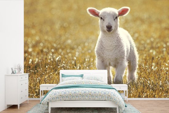 Papier peint - Papier peint photo Agneau - Herbe - Soleil - Largeur 420 cm x hauteur 280 cm