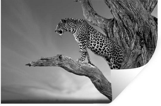 Muurstickers - Sticker Folie - Close-up luipaard in de boom - zwart wit - 60x40 cm - Plakfolie - Muurstickers Kinderkamer - Zelfklevend Behang - Zelfklevend behangpapier - Stickerfolie