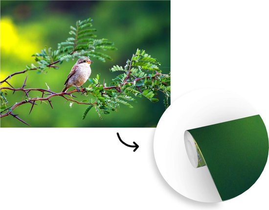 Vogel sur une branche dans la forêt 400x300 cm