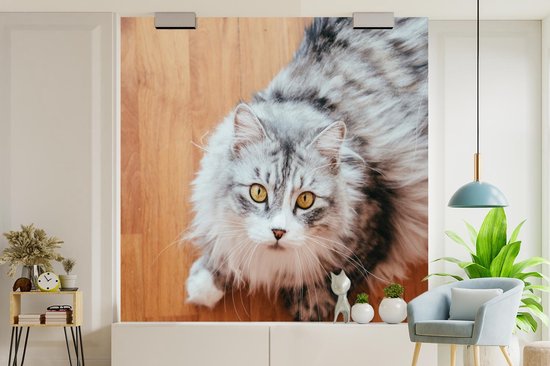 Papier peint photo en vinyle - Looking up Maine Coon cat largeur 260 cm x hauteur 260 cm - Tirage photo sur papier peint (disponible en 7 tailles)