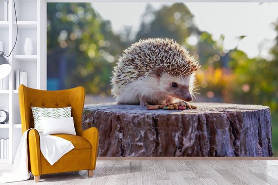 Papier peint photo peint vinyle - Manger hérisson largeur 330 cm x hauteur 220 cm - Tirage photo sur papier peint (disponible en 7 tailles)