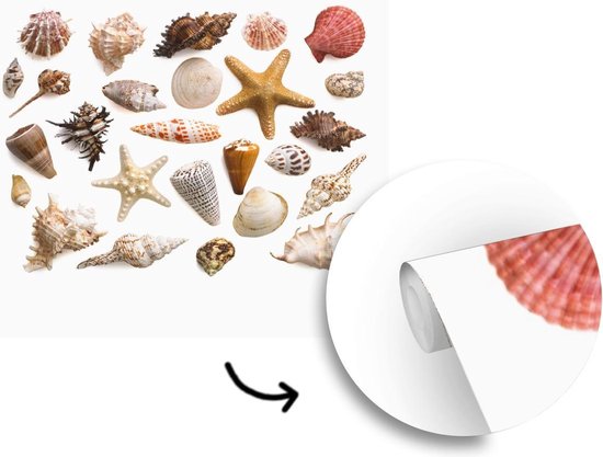 Sélection de coquillages et de fotobehang étoiles de mer