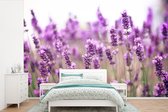 Behang - Fotobehang Close up van zonovergoten lavendelveld - Breedte 420 cm x hoogte 280 cm