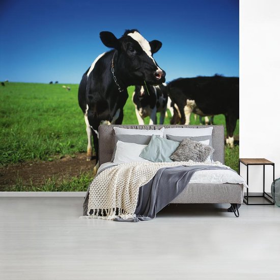 Fond d' écran - Papier peint photo - vaches frisonnes dans la prairie avec un ciel bleu - Largeur 300 cm x hauteur 240 cm