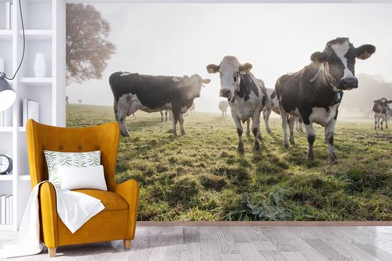 Papier peint vinyle - Un matin brumeux avec les vaches frisonnes dans le pâturage largeur 330 cm x hauteur 220 cm - Tirage photo sur papier peint (disponible en 7 tailles)
