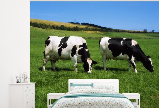 Fond d' écran - Papier peint photo - Deux vaches frisonnes dans l'herbe - Largeur 300 cm x hauteur 240 cm
