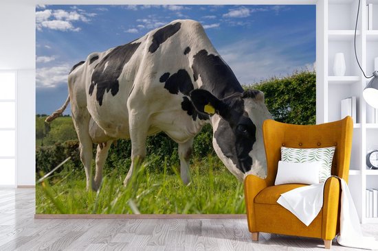 Une vache frisonne broutant par une journée d'été ensoleillée papier peint photo vinyle largeur 375 cm x hauteur 280 cm - Tirage photo sur papier peint (disponible en 7 tailles)