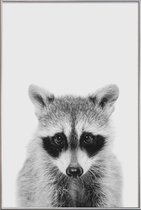 JUNIQE - Poster met kunststof lijst Raccoon Classic -30x45 /Wit &