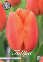 10 x Tulpen | Cadans