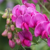 Lathyrus latifolius 'Pink Pearl' - Siererwt - Planthoogte: 10 cm - Pot 11 cm (1 liter)