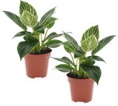 Plant in a Box - Set van 2 Philodendron 'White Wave' - Kamerplant - Pot 12cm - Hoogte 20-30cm
