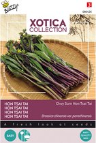 Buzzy Xotica - graine de légumes - Hon Tsai Tai - Choy Sum - variété de chou