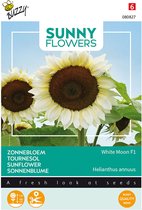 Buzzy Sunny Flowers - Zonnebloem White Moon F1