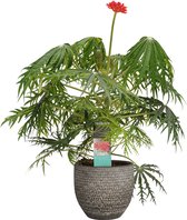 Kamerplant van Botanicly – Jatropha multifida in veelkleurig Keramisch pot 'MICA' als set – Hoogte: 35 cm