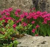 Rhodoxis 'Fairytale' - Rapsterretje - Planthoogte: 5 cm - Pot 11 cm (1 liter)