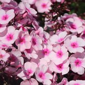 Phlox paniculata 'Bright Eyes' - Floks, vlambloem - Planthoogte: 5 cm - Pot 11 cm (1 liter)