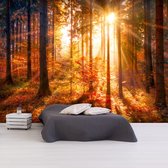 Zelfklevend fotobehang -  Tijd voor Herfst in een bos  , Premium Print