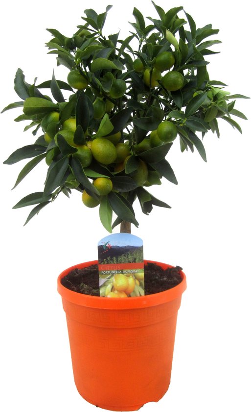 Wetland Verrijken Paradox Plant in a Box - Citrus microcarpa fortunella Kumquat - Citrus Kumquat -  Citroenboom... | bol.com