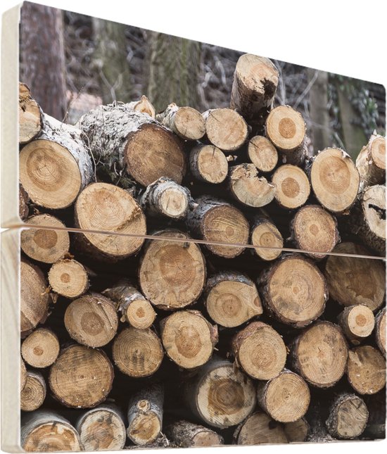 Wanddecoratie hout - Tientallen opgestapelde boomstammen in de natuur -  50x50 cm -... | bol.com