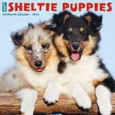Sheltie - Shetland Sheepdog Puppies Kalender 2022