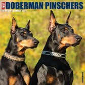 Dobermann Kalender 2022