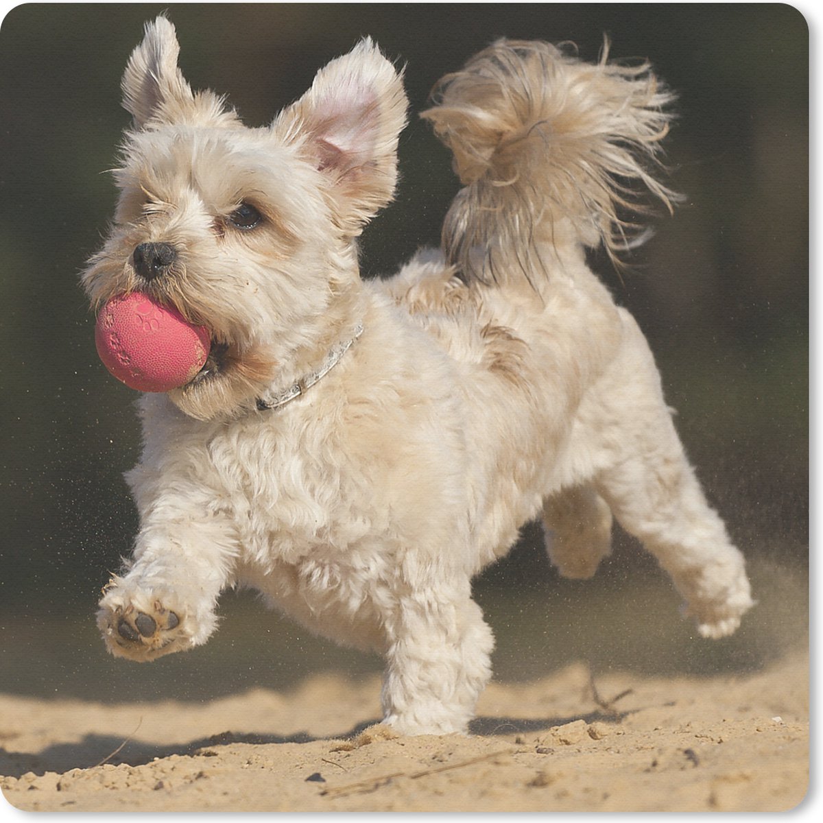 Muismat 30x30 cm - Mousepad Een Maltezer hond met een rode bal - Muismatten