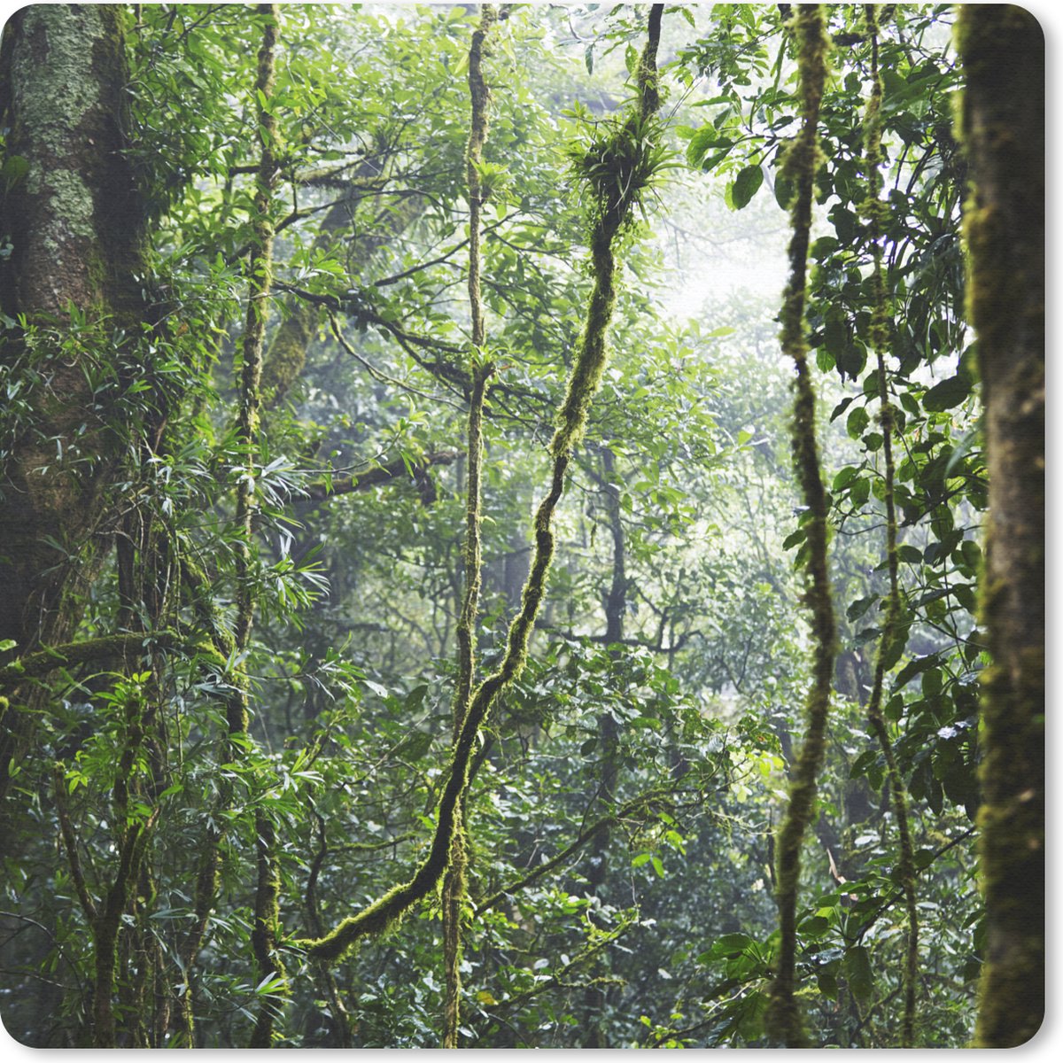 Muismat 30x30 cm - Mousepad Tropisch regenwoud - Muismatten