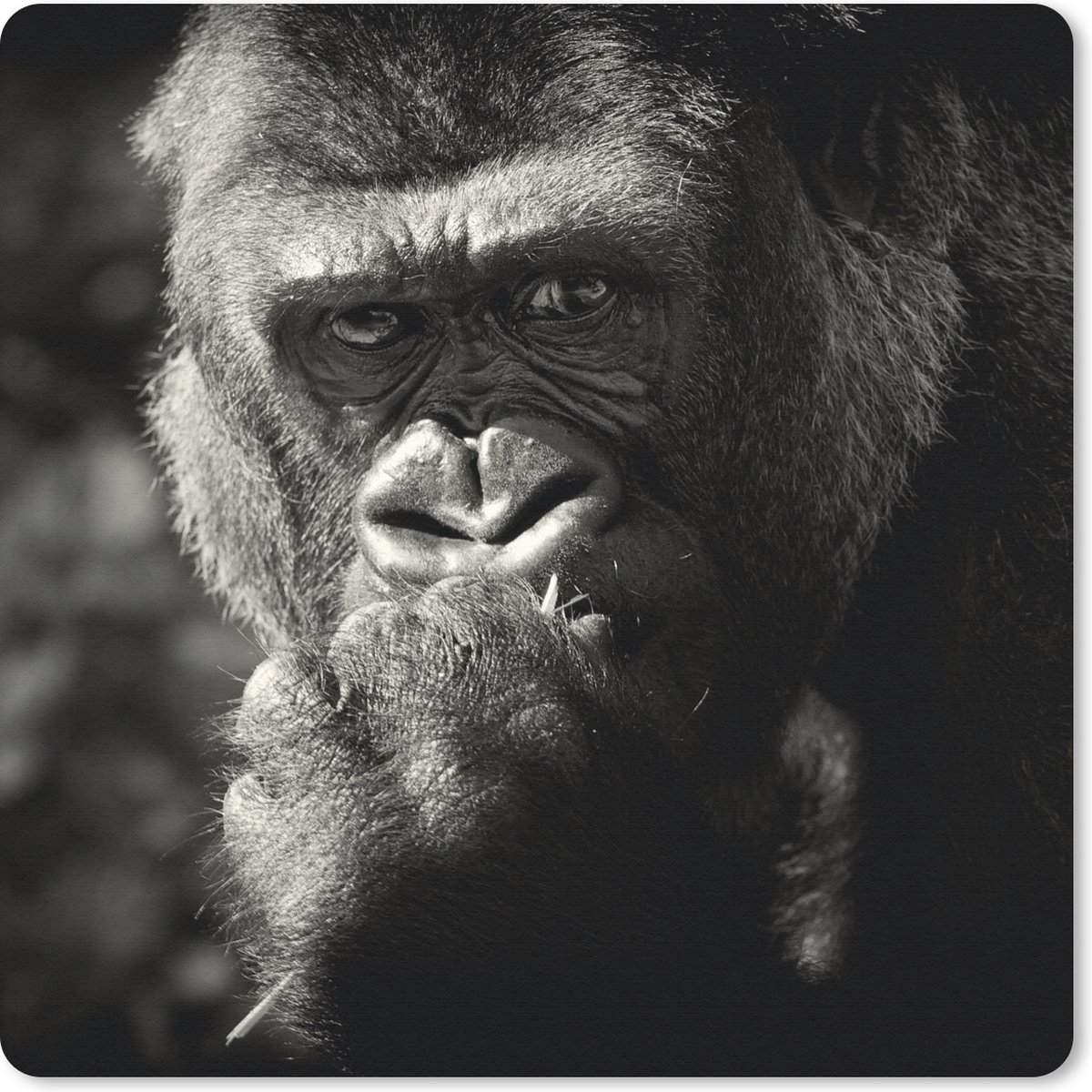 Muismat 30x30 cm - Mousepad Dierenprofiel gorilla in zwart-wit - Muismatten