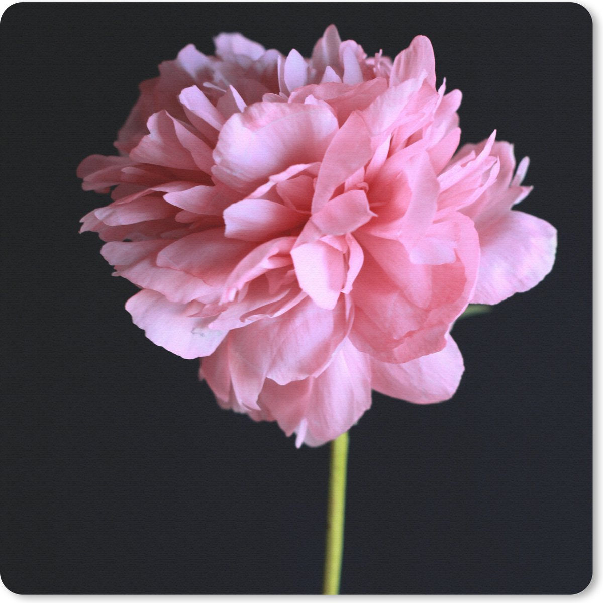 Muismat 30x30 cm - Mousepad Roze pioen in bloei - Muismatten
