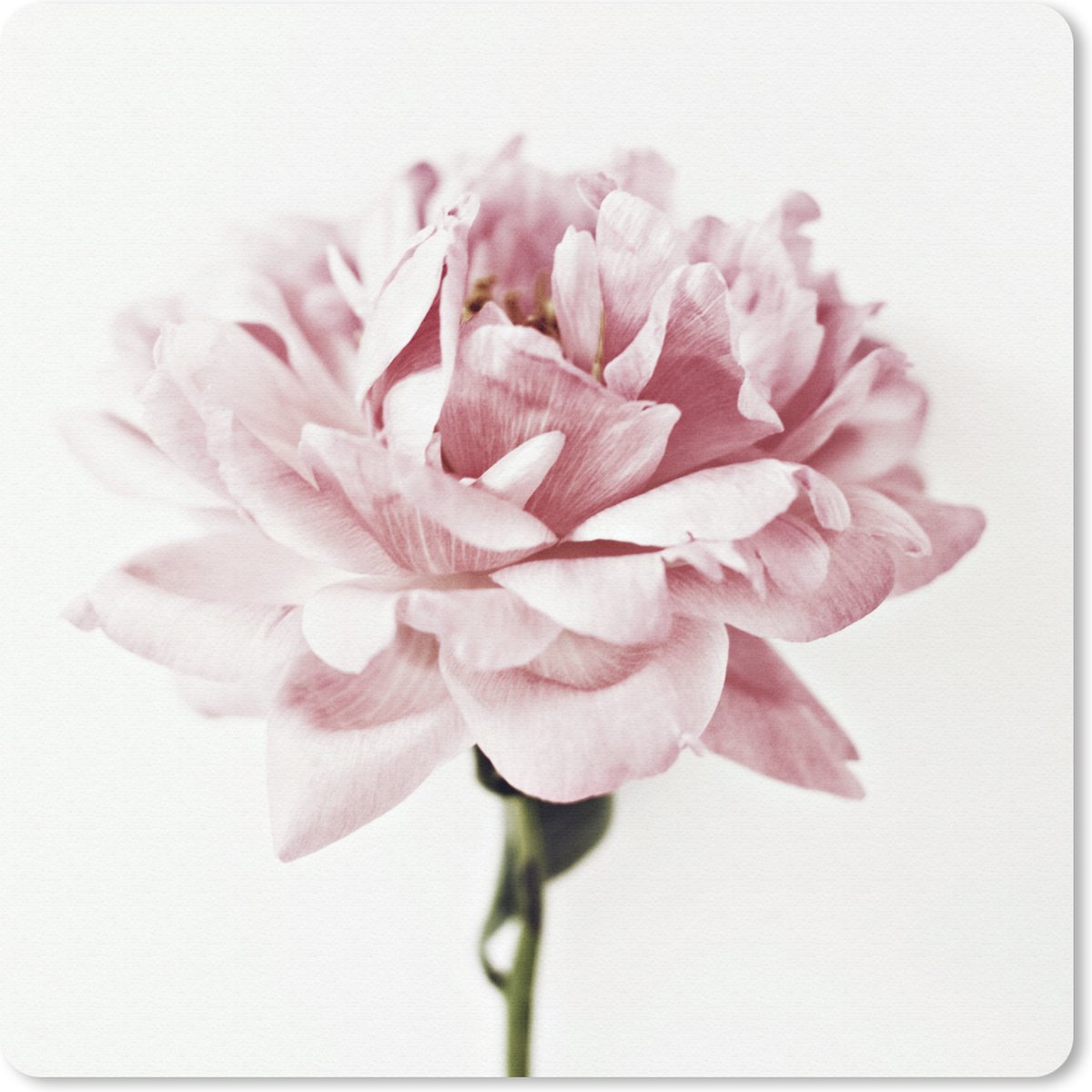 Muismat 30x30 cm - Mousepad Close-up roze pioen - Muismatten