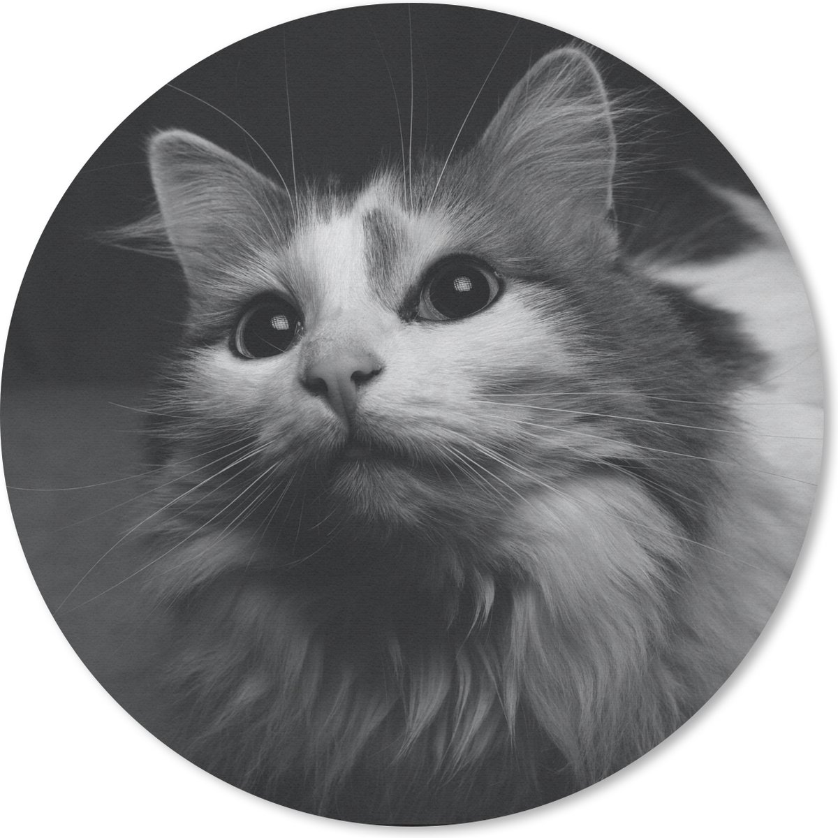 Muismat rond 50x50 cm - Mousepad Dierenprofiel kat in zwart-wit - Ronde muismatten