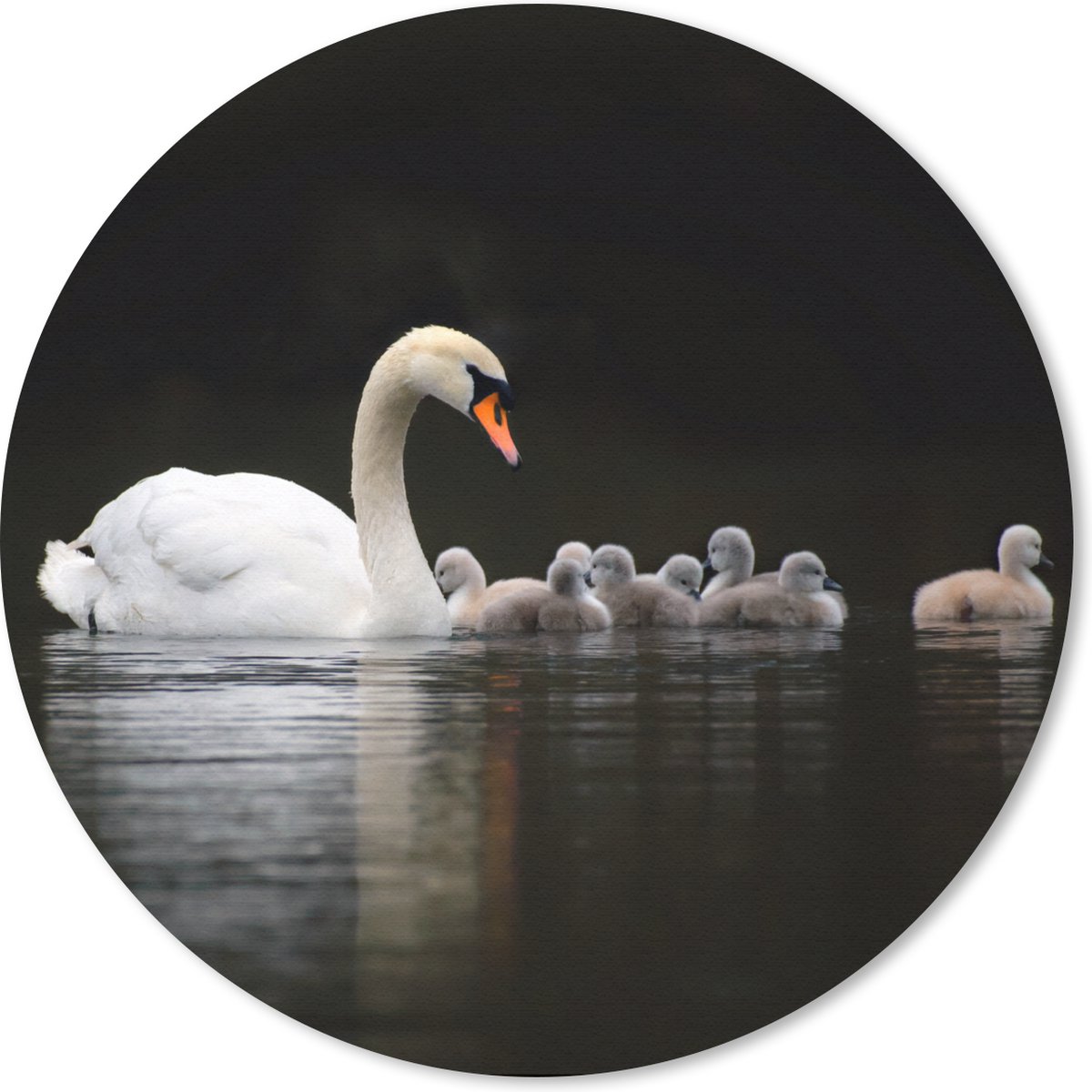 Muismat rond 20x20 cm - Mousepad Vogels - Zwaan - Kuiken - Ronde muismatten