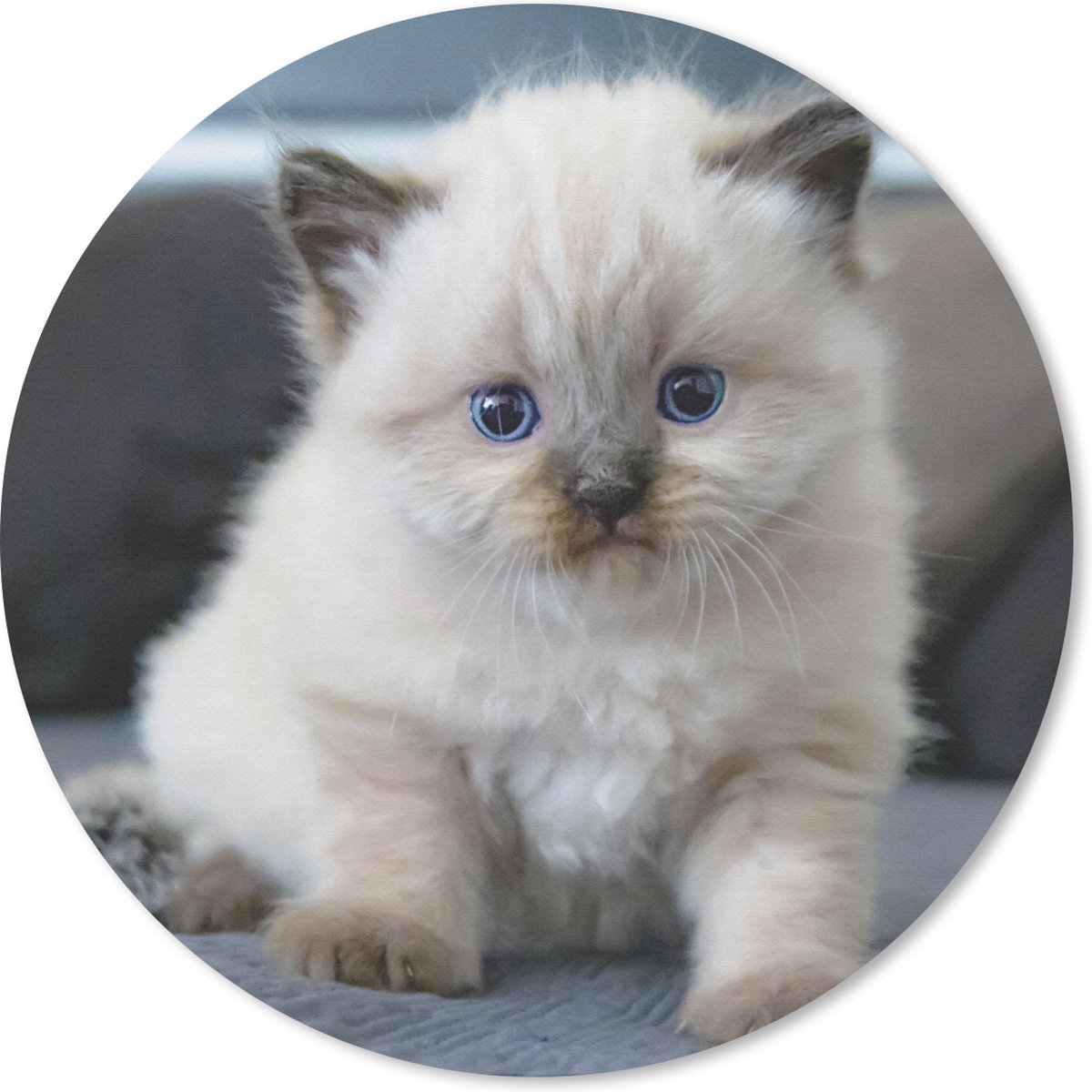 Muismat rond 50x50 cm - Mousepad Kitten - Kat - Dier - Ronde muismatten