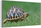 Décoration murale Métal - Peinture Aluminium Industriel - Tortue sur herbe - 40x20 cm - Dibond - Photo sur aluminium - Décoration murale industrielle - Pour le salon/chambre