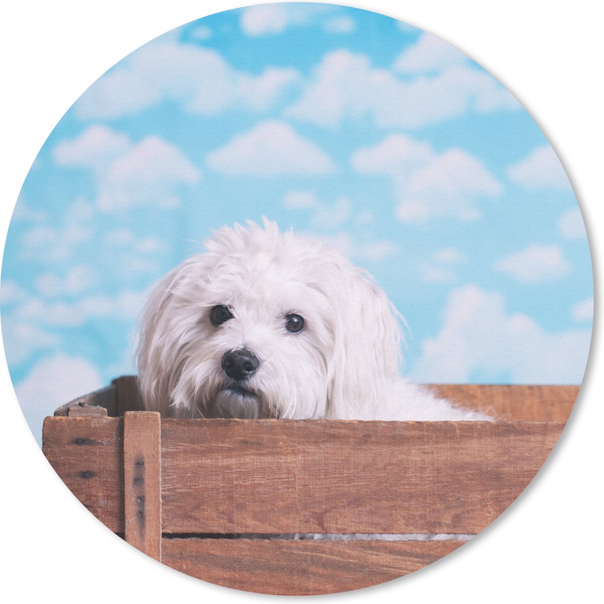 Muismat rond 20x20 cm - Mousepad Maltezer hond in een houten doos - Ronde muismatten