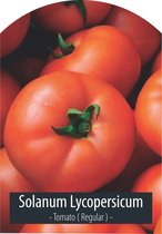 Tomaten Zaden - reguliere tomaat - Solanum Lycopersicum - Inclusief Handleiding