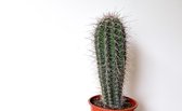 Ikhebeencactus Pachycereus Pringlei zuilcactus 17cm pot 40cm hoog