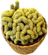 Hersenen in een potje. Cactus. 10cm Kwekerij pot.  Kantoor Huiskamer Plant. Mammillaria
