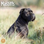 Mastiff Kalender 2022