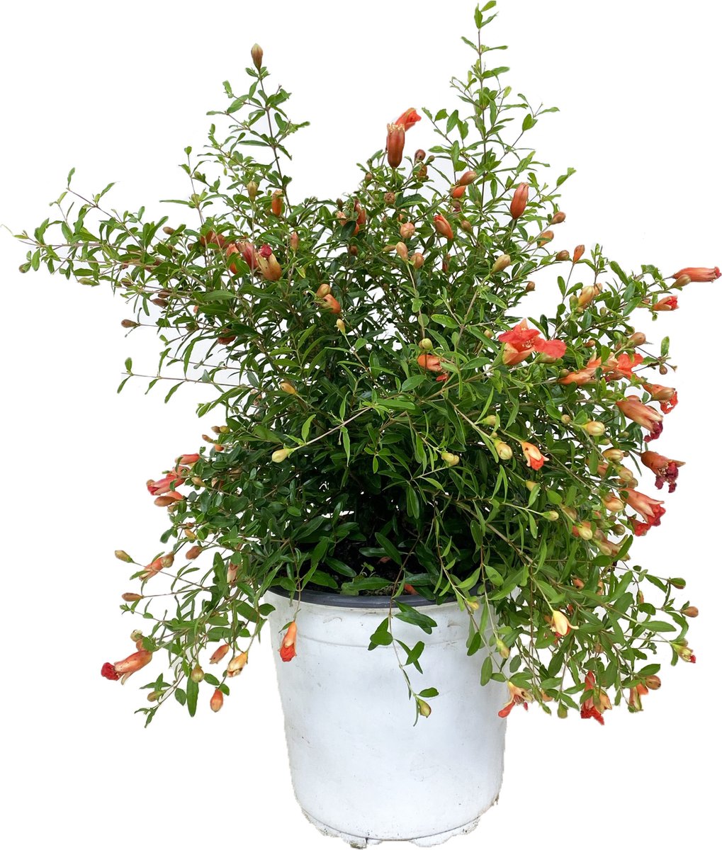 Dwerg Granaatappel - 4 Stuks Jonge Planten In Houten Kist - Decoratieve  Fruitboom