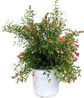 Plant in a Box - Punica Granatum - Granaatappel struik - Pot ⌀17cm - Hoogte ↕ 40-50cm