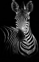 Diamond Painting zebra zwart / wit 40 x 50 cm
