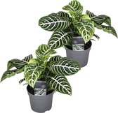 Plant in a Box - Aphelandra - Set van 2 - Zebraplant - Groene kamerplant - Unieke bladeren - Pot 13cm - Hoogte 25-45cm