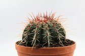 Ikhebeencactus | Set 2 stuks | Pleiospilos nelii rubra | Royal flush | Bijzondere planten | 8.5 cm pot | 10 cm hoog