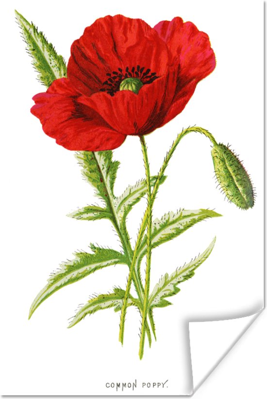 Vintage illustratie van een rode bloem poster papier 40x60 cm - Foto print op Poster (wanddecoratie woonkamer / slaapkamer) / Bloemen Poster