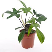 Plant in a Box - Philodendron Florida Green - Kamerplant - Pot ⌀17cm - Hoogte ↕ 40-50cm